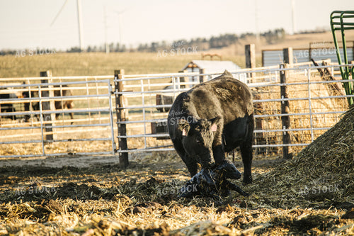 Cow Giving Birth to Calf 70118