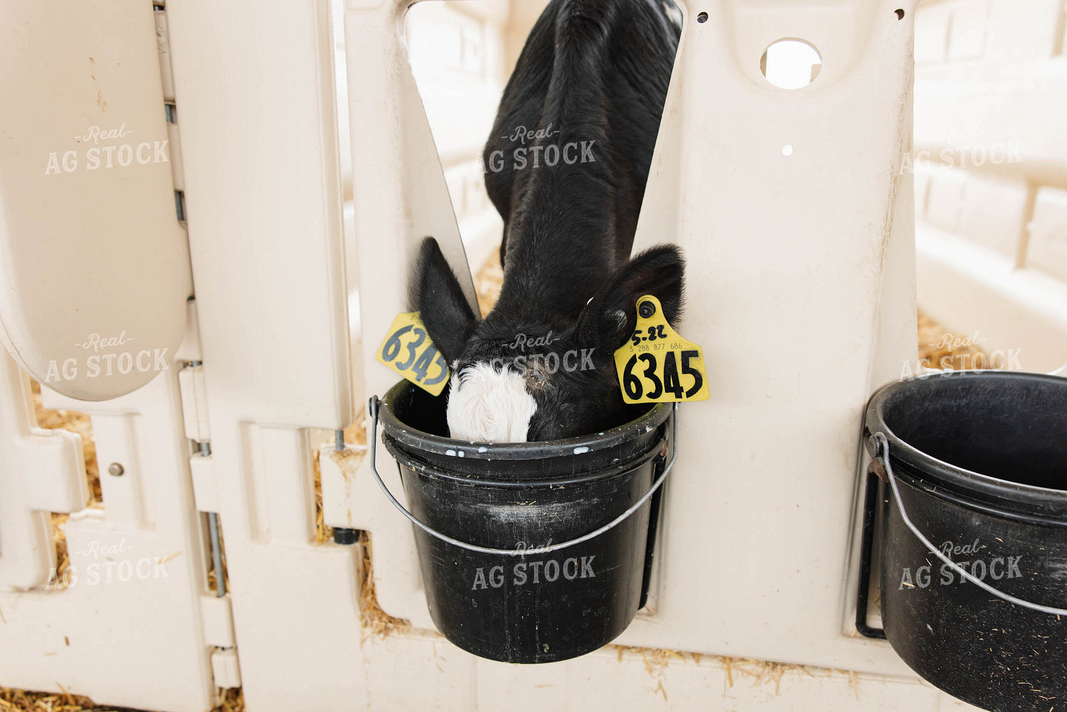 Calf Drinking from Bucket 152744