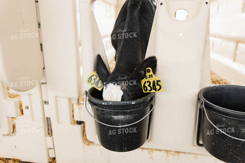 Calf Drinking from Bucket 152744