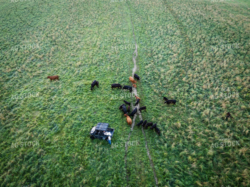 Checking Cattle on Pasture 268338