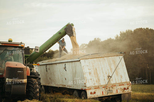 Transporting Rice 125199