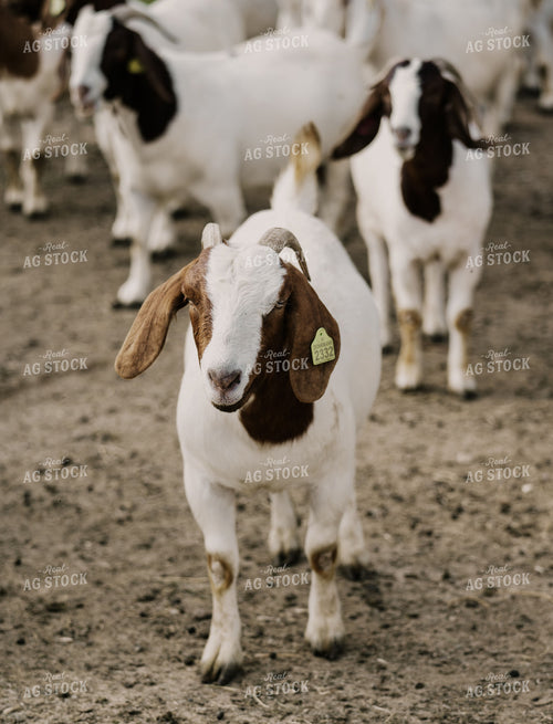 Goats 185142