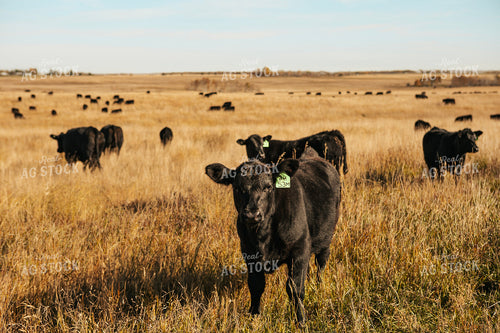 Angus Calves on Pasture 187064