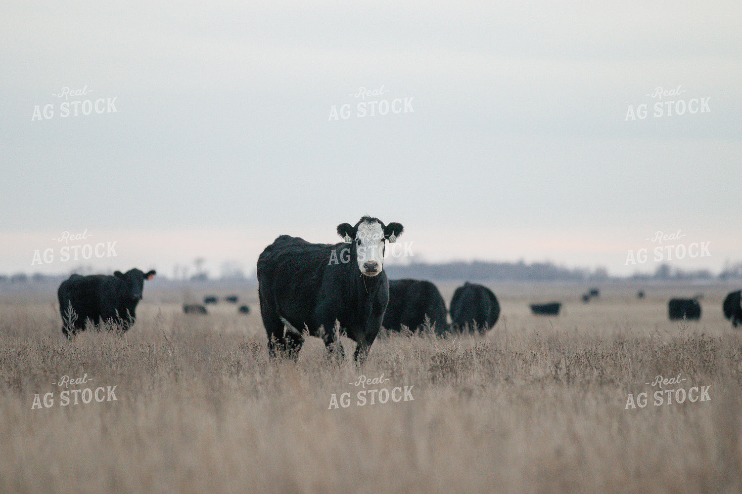 Angus Cattle in Pasture 72024