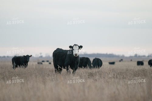 Angus Cattle in Pasture 72024