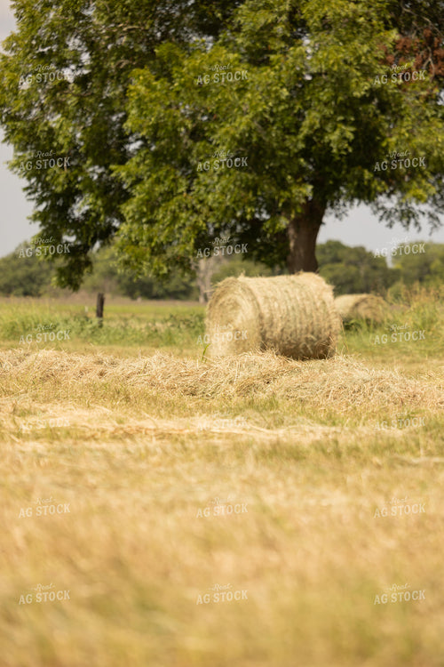 Hay Bale 143016