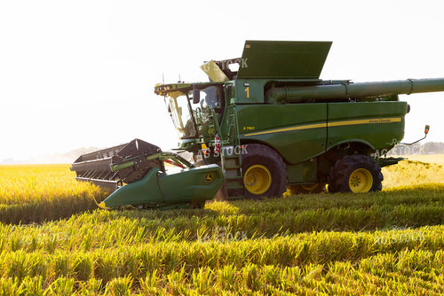 Farmer Checking Sweet Corn 79348