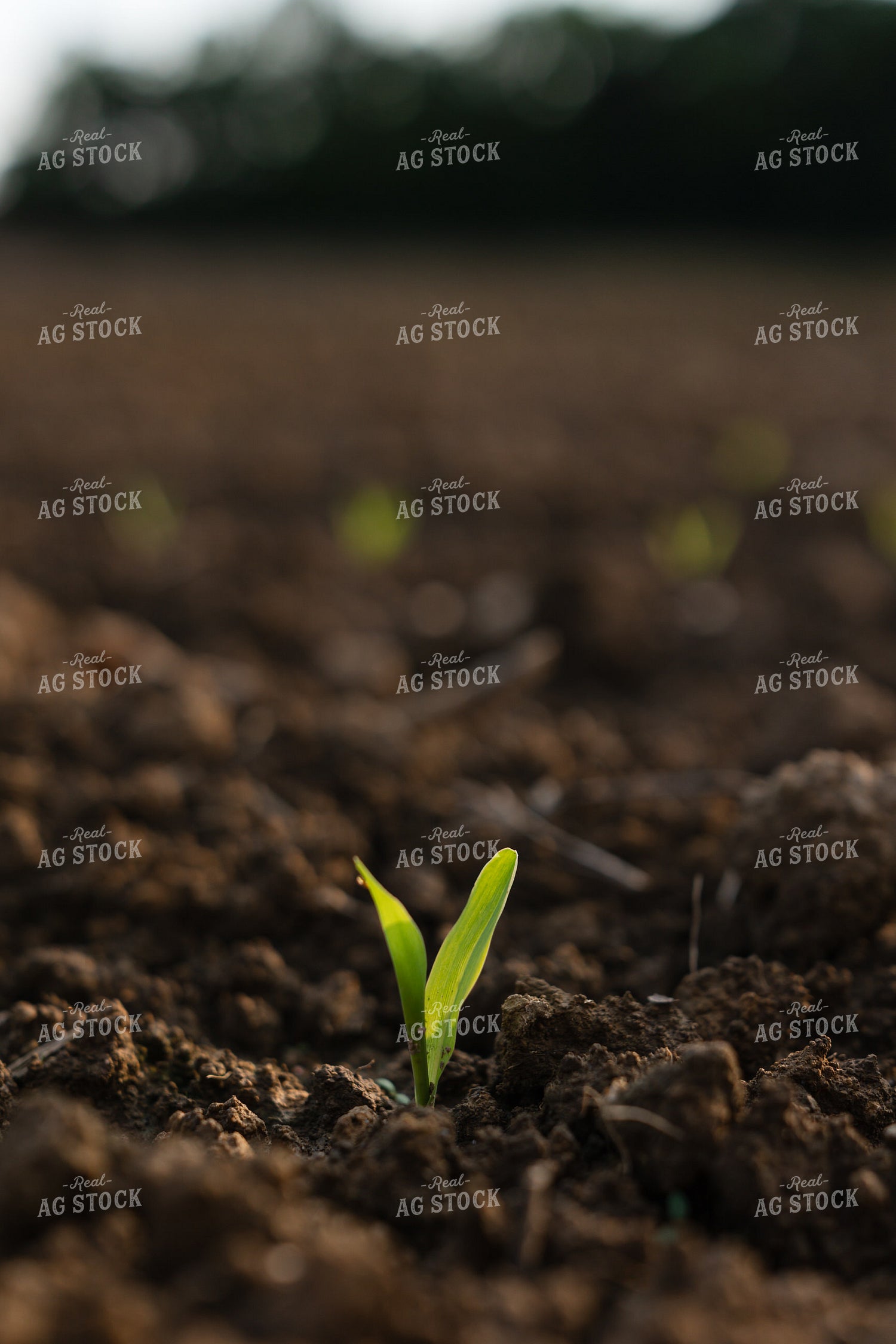 Early Growth Corn Plant 295046