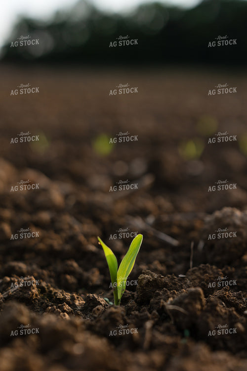 Early Growth Corn Plant 295046