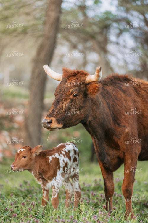 Corriente Cow Calf Pair 278001