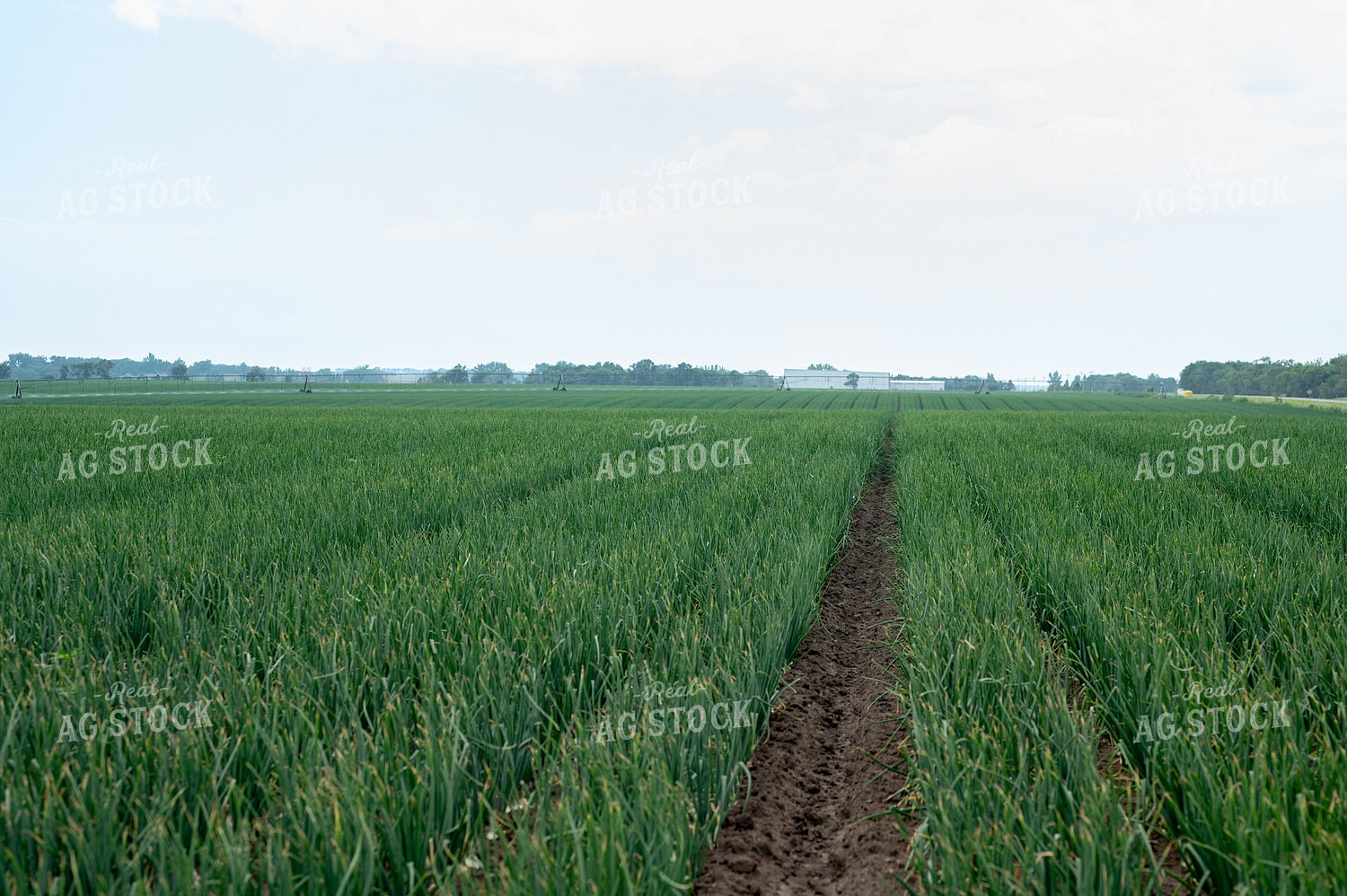 Onion Field 185147