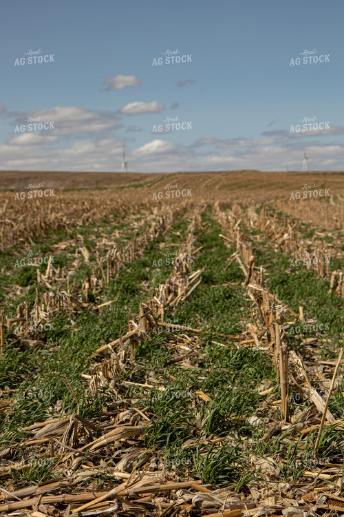 Cover Crops in Corn Stalks 67194