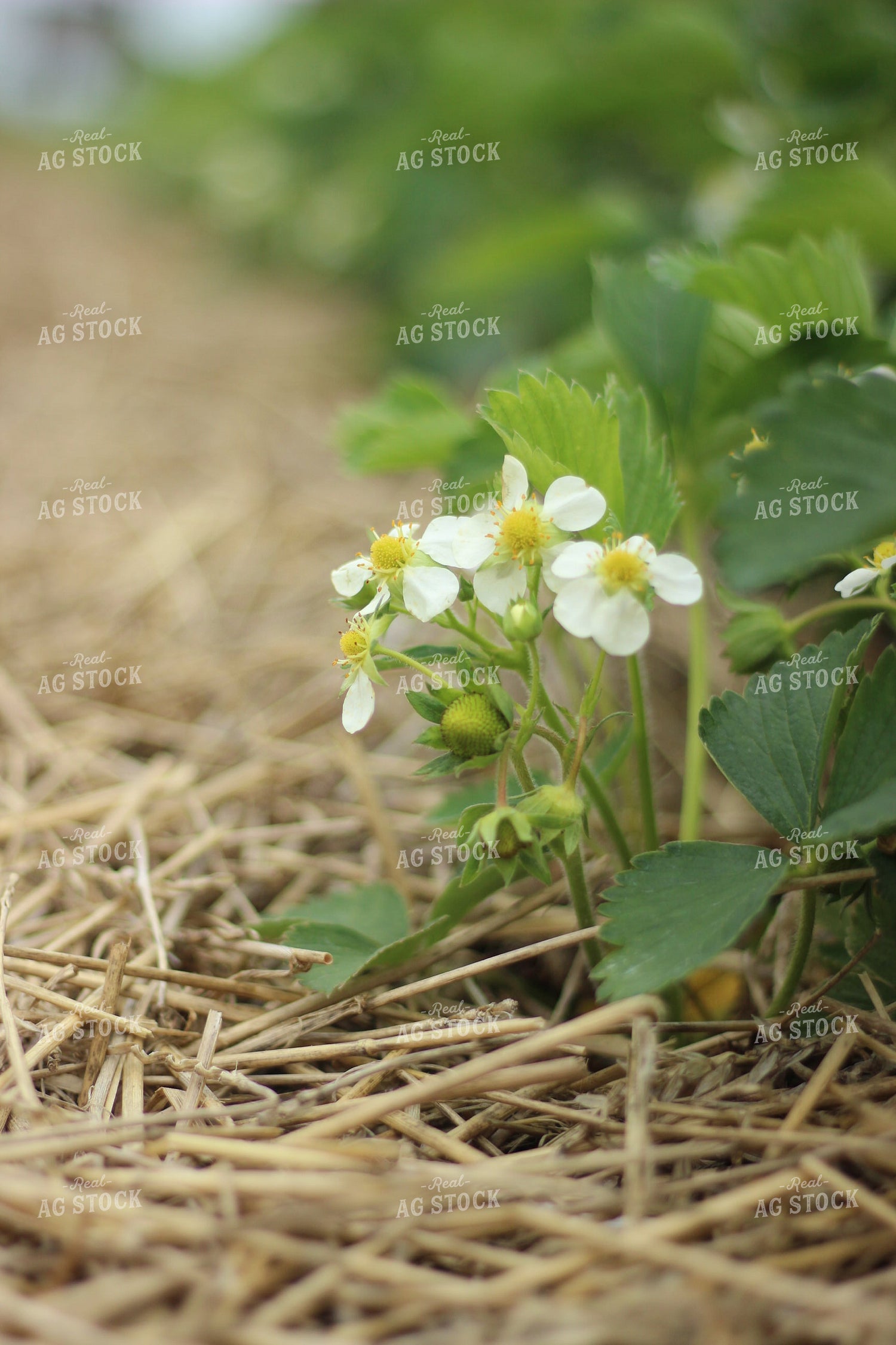 Strawberry Blooms Turning into Berries 73059