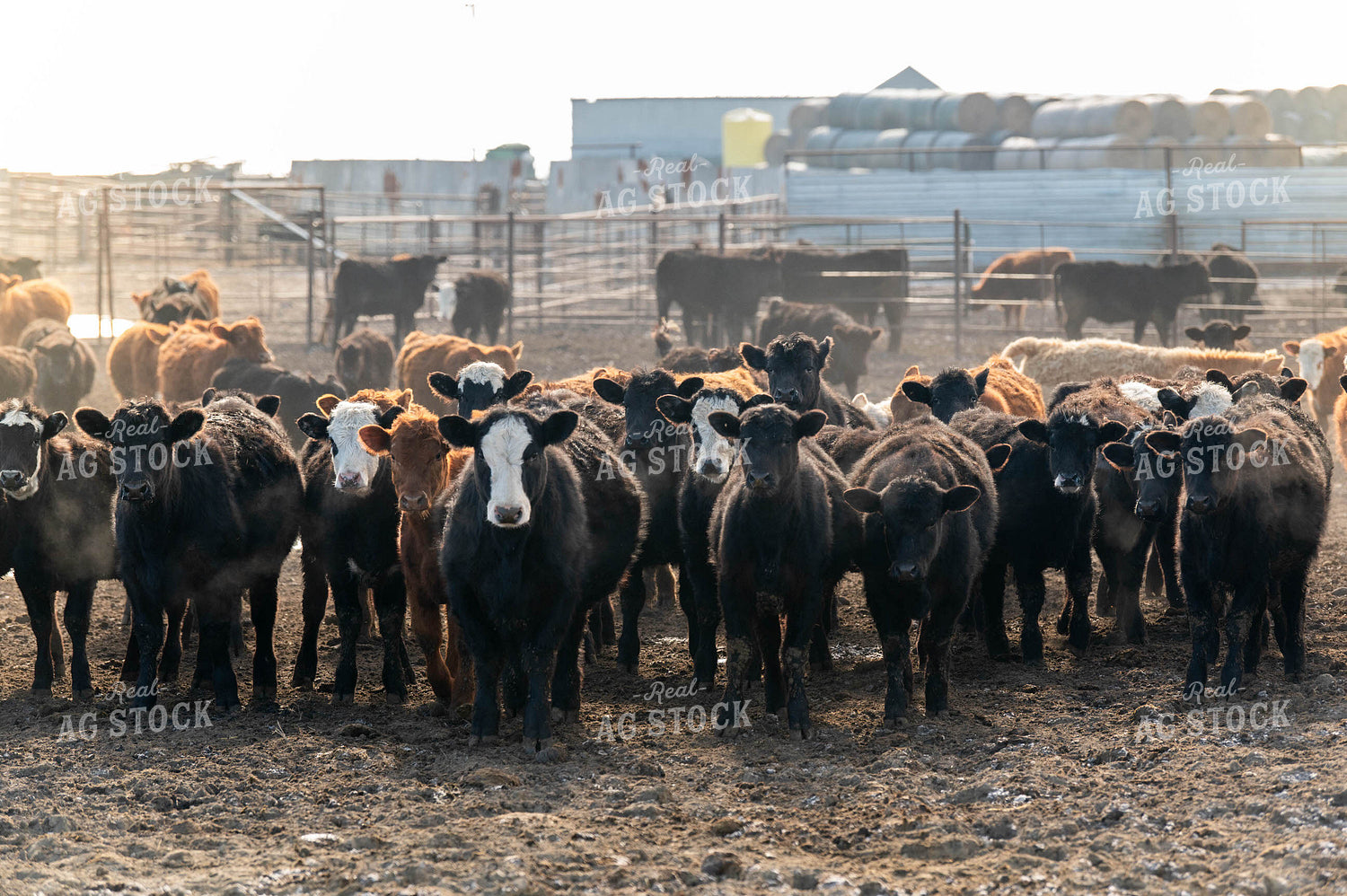 Feedlot 185058