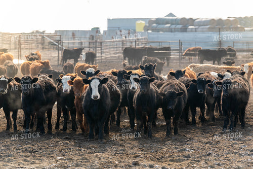 Feedlot 185058