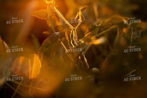 Soybeans - Mid-Season 4898