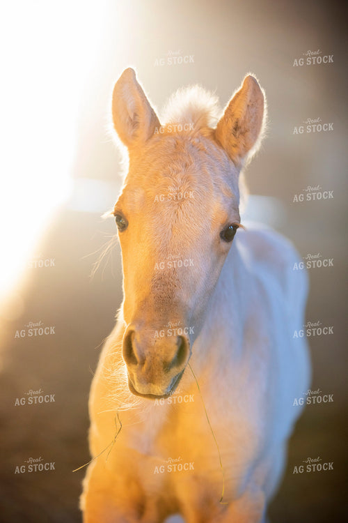 Foal 55403