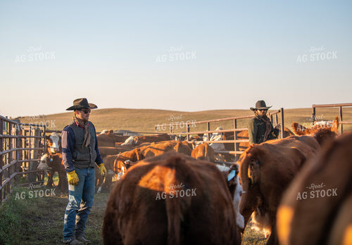 Ranchers Working Cattle 212143