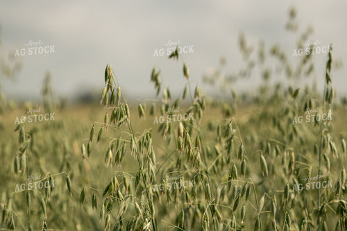 Oats 76749