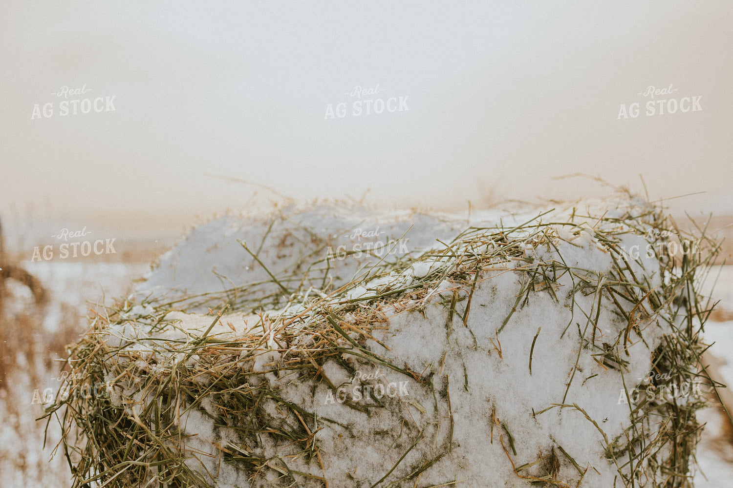 Hay Covered in Snow 61151