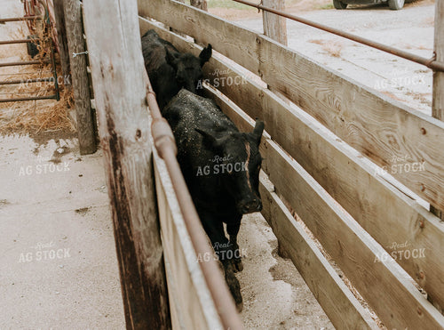 Angus Cows Following Fence 77091