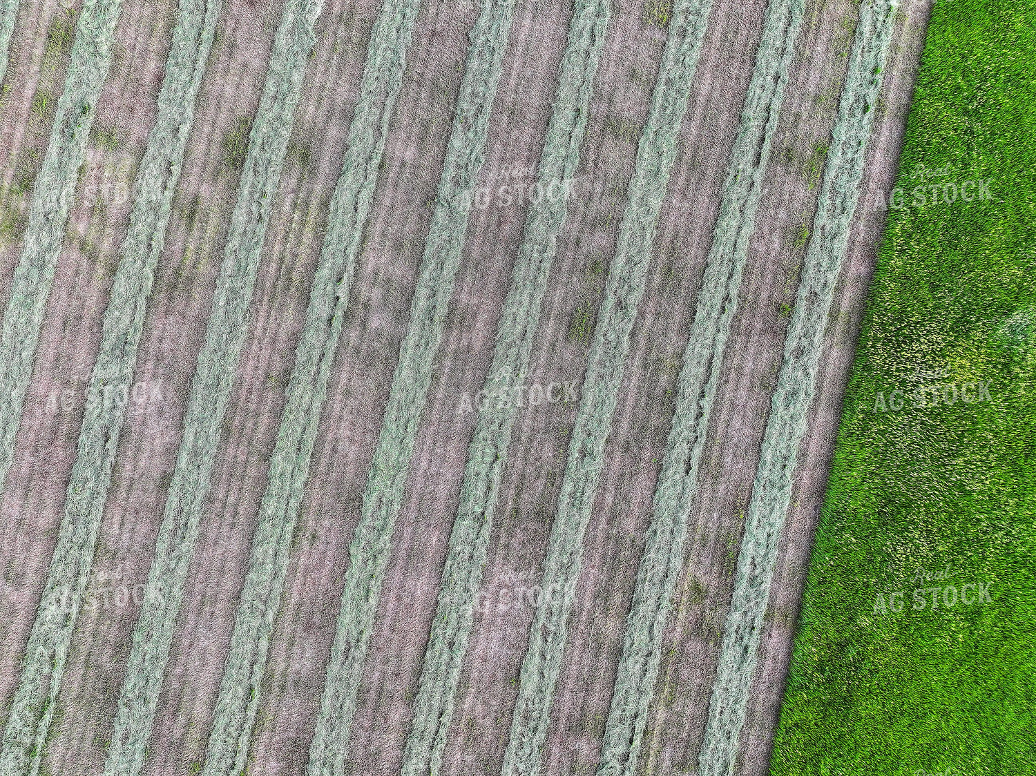 Aerial of Raked Hay 141291