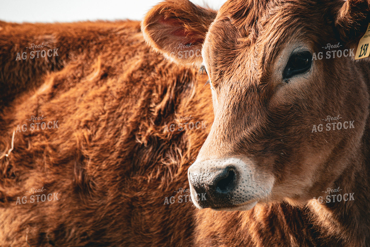 Jersey Calf 166022