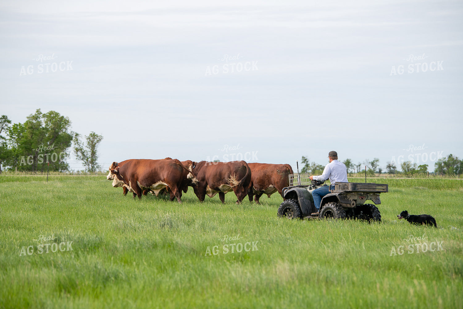 Moving Hereford Cattle 212105