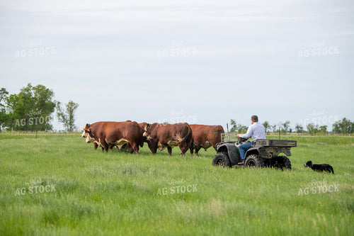 Moving Hereford Cattle 212105