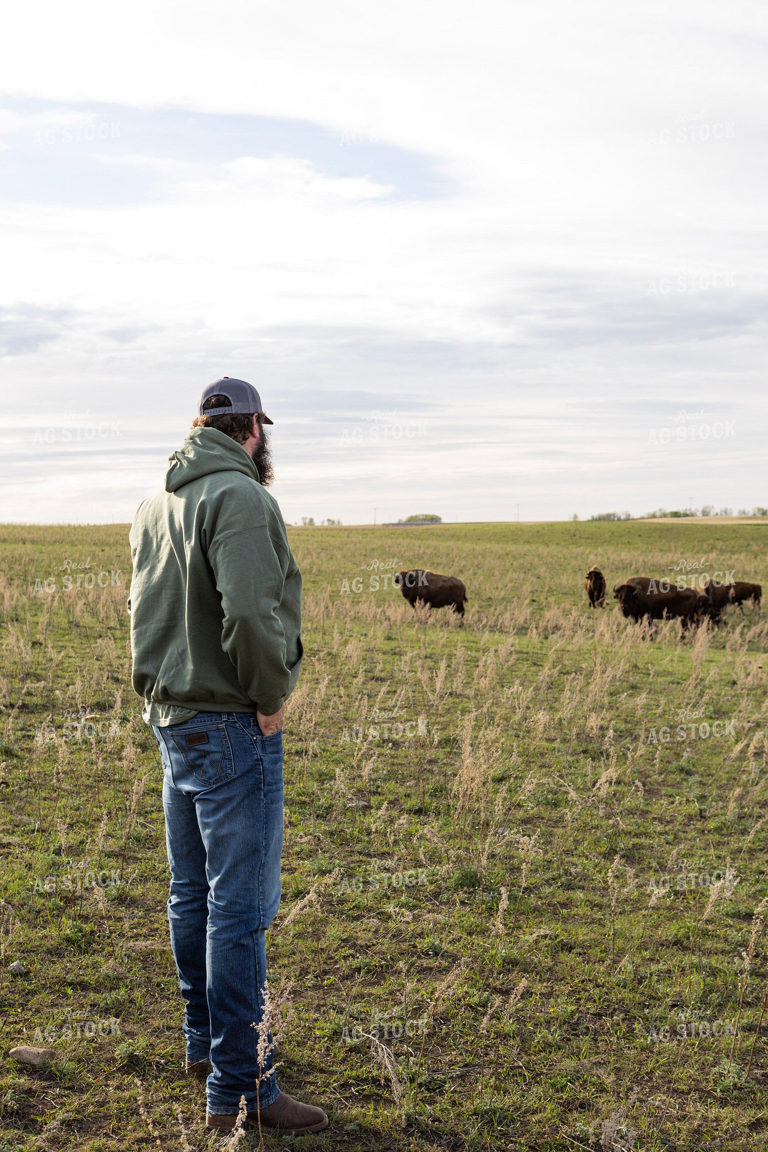 Rancher Checking Bison 187116