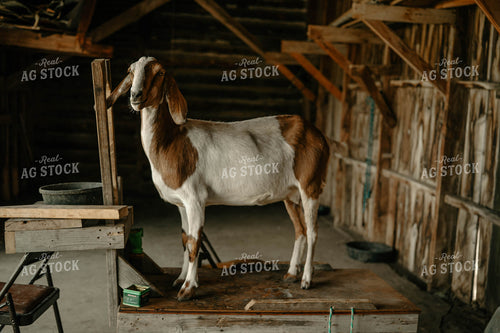 Goat 58352