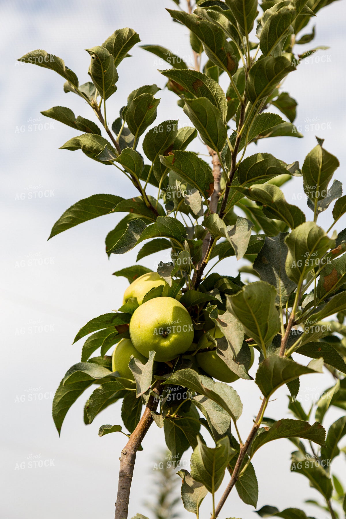 Apple Tree 276060