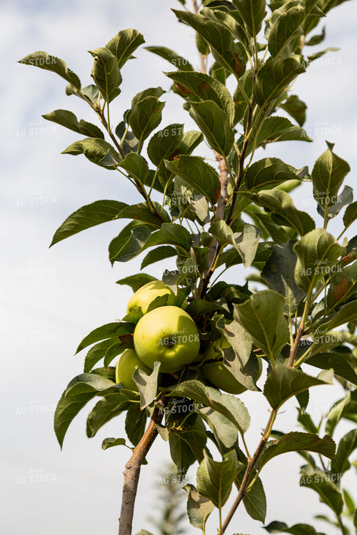 Apple Tree 276060