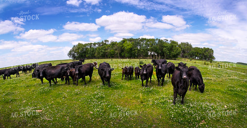 Cattle on Pasture 154041