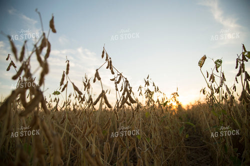 Dried Soybean Field 93112