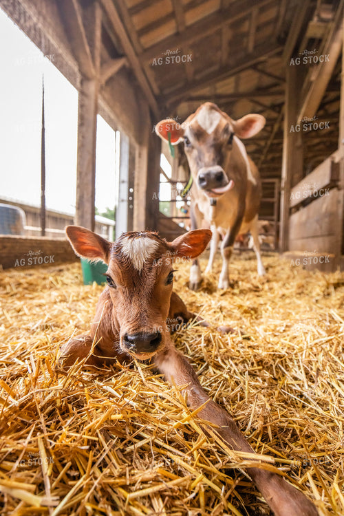 Newborn Jersey Calf 270252