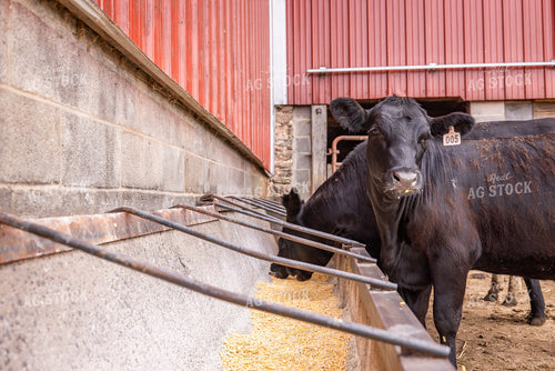 Cattle Eating from Feed Trough 270247