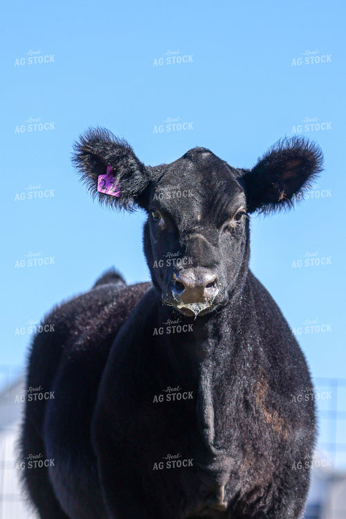 Show Cattle 160464