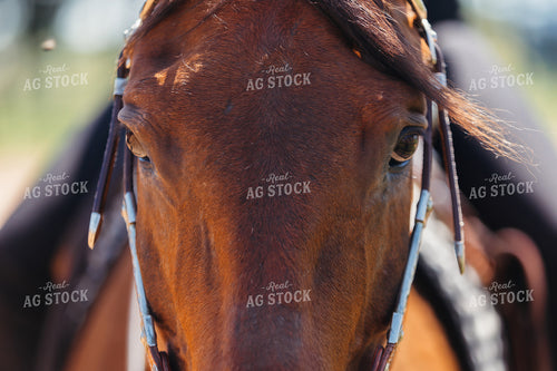Horse 174055