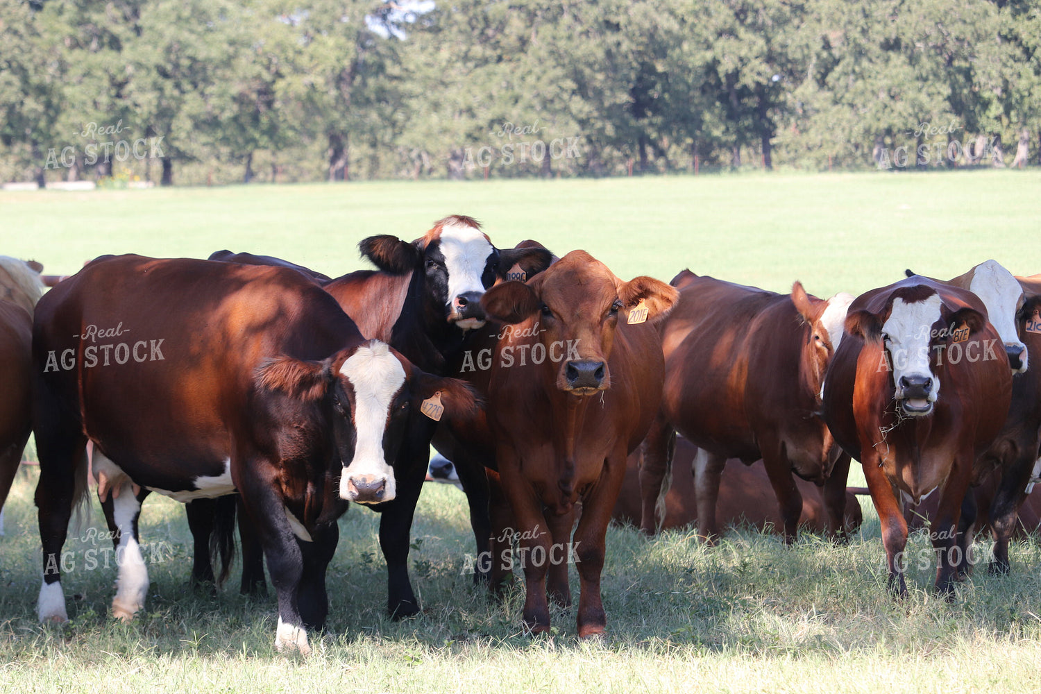 Simbrah Cattle in Pasture 102017