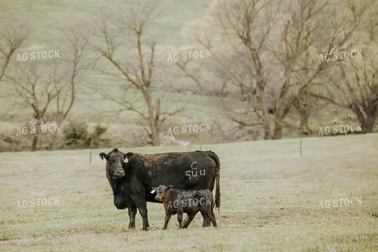 Angus Cow-Calf in Pasture 77026