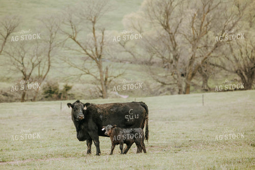 Angus Cow-Calf in Pasture 77026