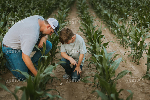 Farmer and Son Scouting Corn Field 7829