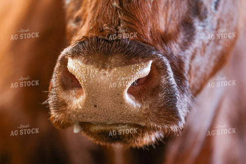 Red Angus Nose Close Up 160399