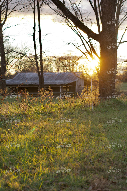 Summer Pasture 251148
