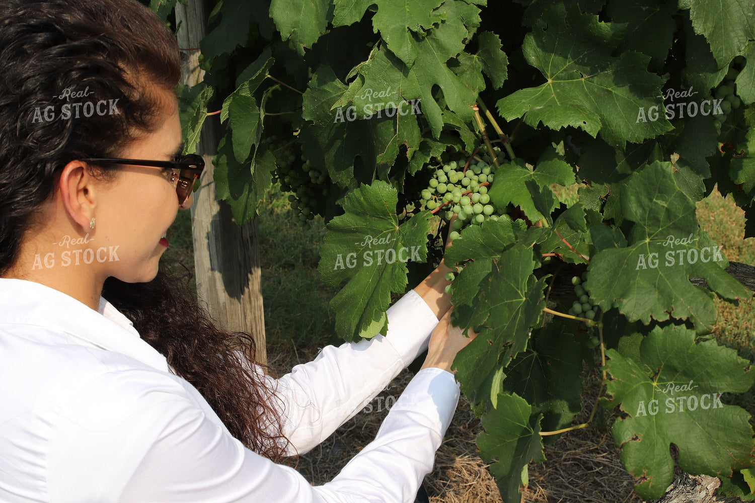 Cutting Grapes 102079