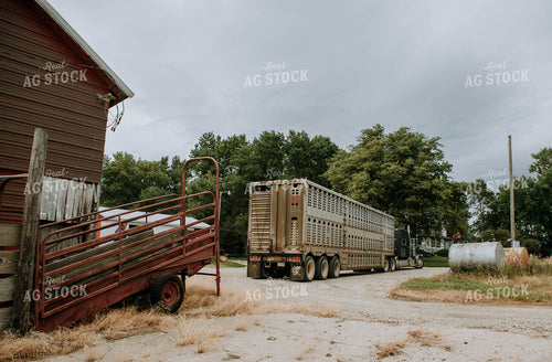 Livestock Trailer in Farmyard 77088