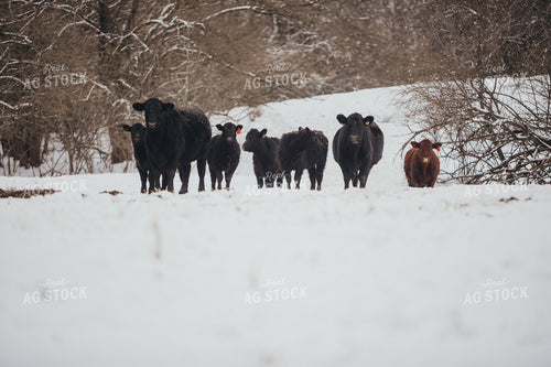 Angus Cows and Calves in Snowy Pasture 3754