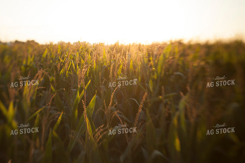 Corn - Mid-Season 1274