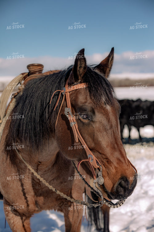 Horse in Snow 304066
